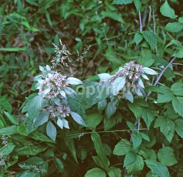 Purple blooms; White blooms; Deciduous; Needles or needle-like leaf; North American Native
