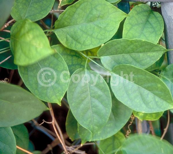 Orange blooms; Evergreen
