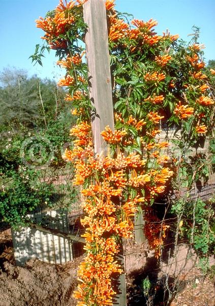 Orange blooms; Evergreen