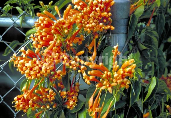 Orange blooms; Evergreen
