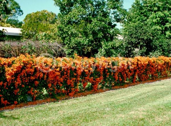Orange blooms; Evergreen