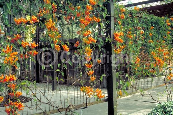 Orange blooms; Evergreen