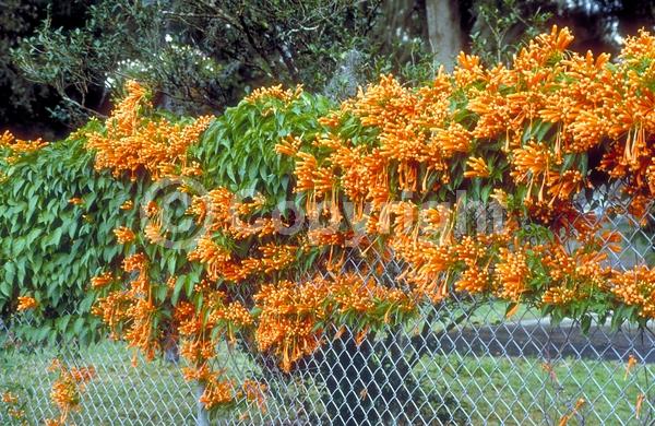 Orange blooms; Evergreen