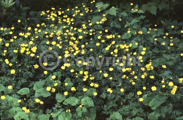 Yellow blooms; Deciduous; North American Native