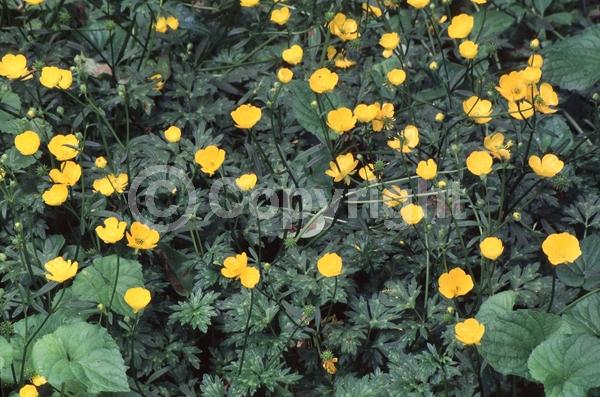Yellow blooms; Deciduous; North American Native