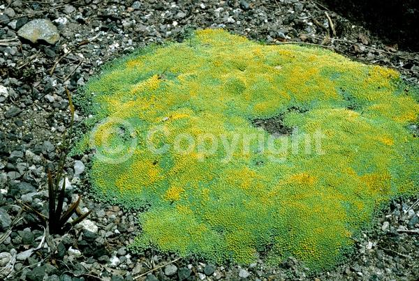 Yellow blooms; Evergreen; Needles or needle-like leaf