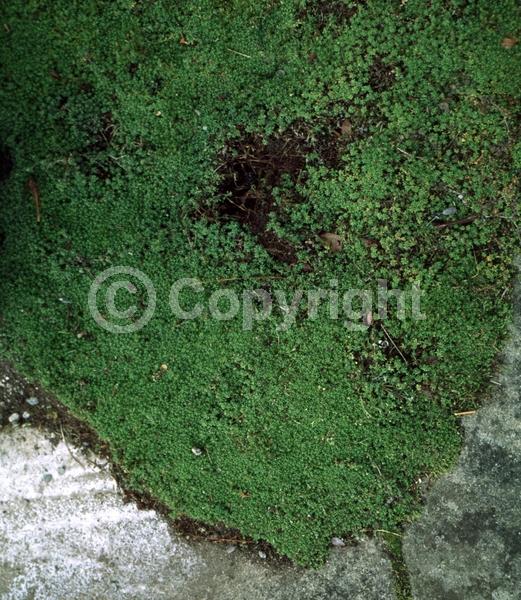 White blooms; Evergreen