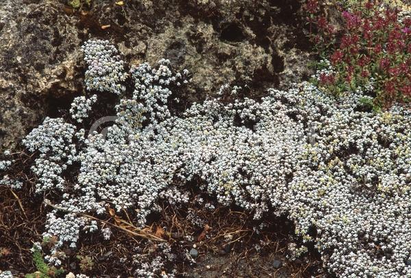 White blooms; Evergreen