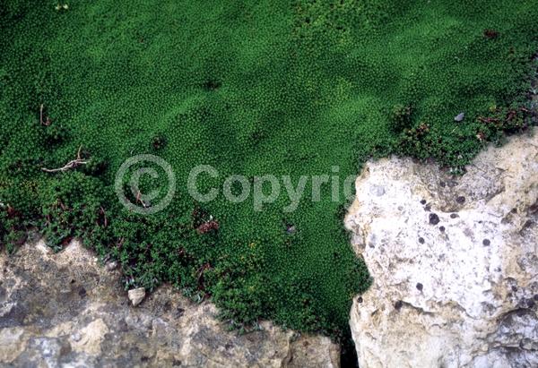 Yellow blooms; Evergreen