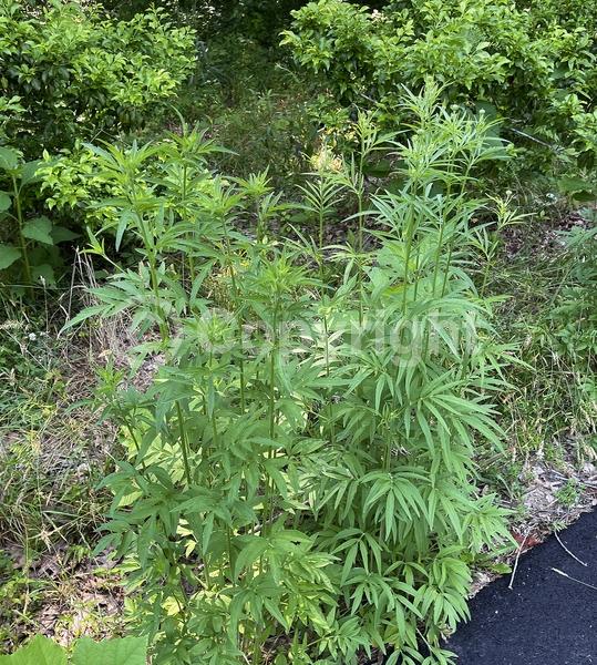 Yellow blooms; North American Native