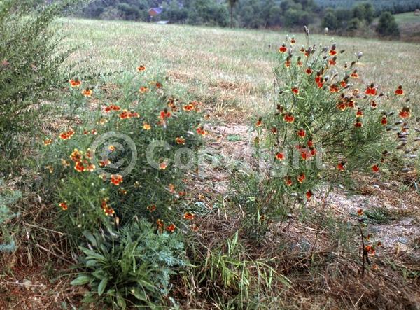 Yellow blooms; North American Native