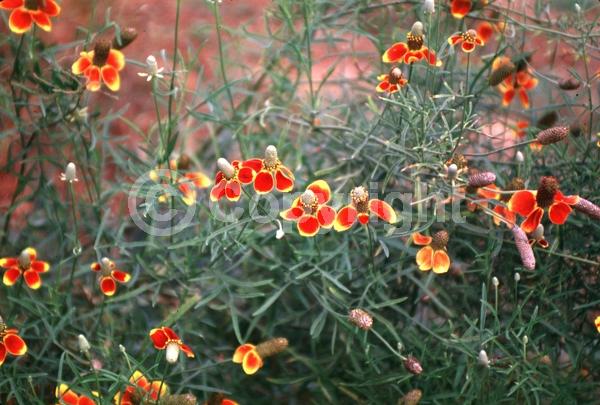 Yellow blooms; North American Native