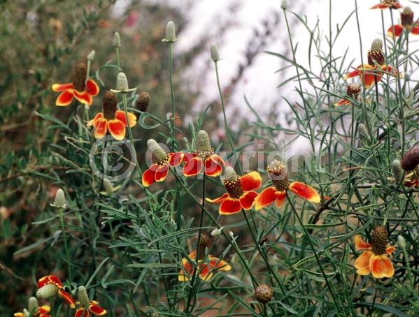 Yellow blooms; North American Native