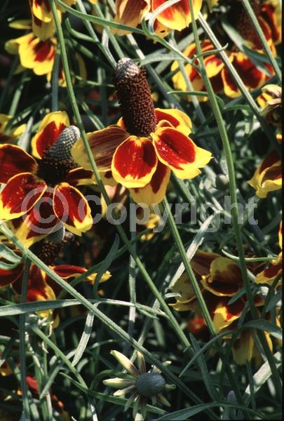 Yellow blooms; North American Native