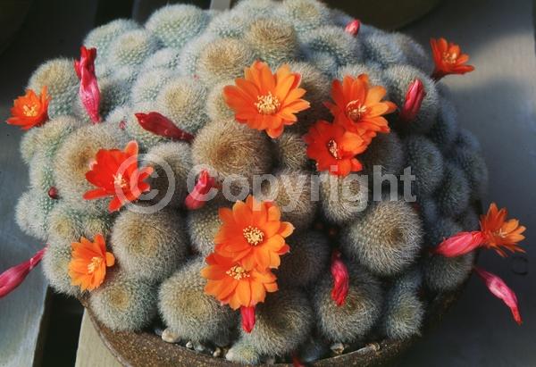 Red blooms; Evergreen