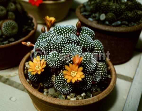 Orange blooms; Yellow blooms; Evergreen