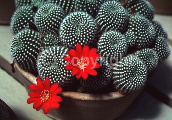 Red blooms; Evergreen