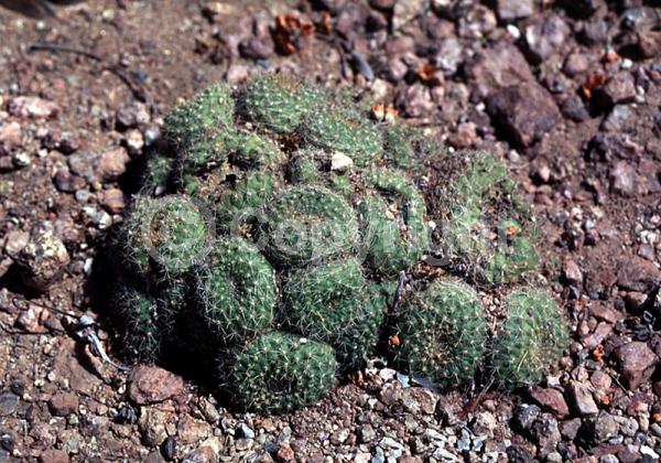 Red blooms; Evergreen