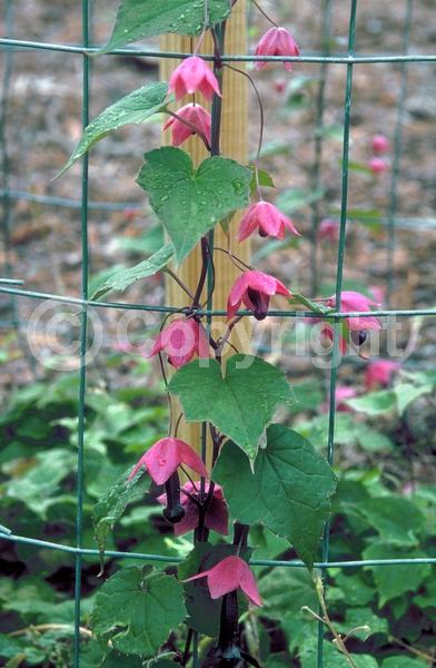 Purple blooms; Evergreen; Needles or needle-like leaf