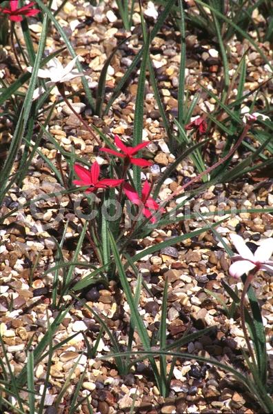 Red blooms; White blooms; Pink blooms