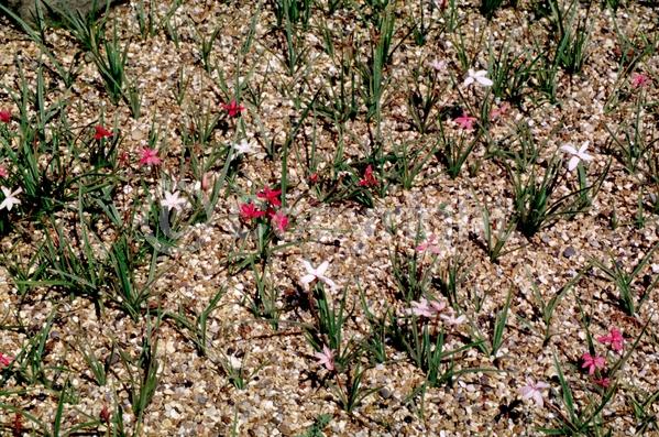 Red blooms; White blooms; Pink blooms