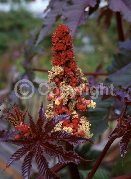 White blooms; Semi-evergreen