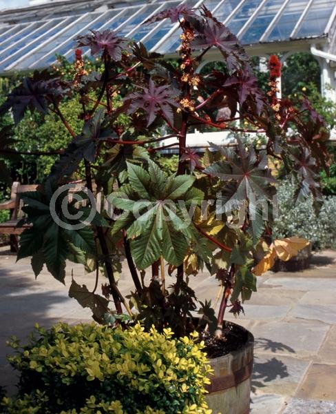 White blooms; Semi-evergreen