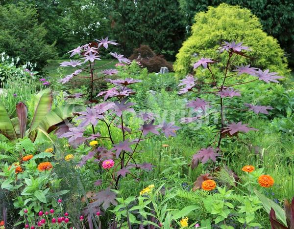 Red blooms; Pink blooms; Deciduous