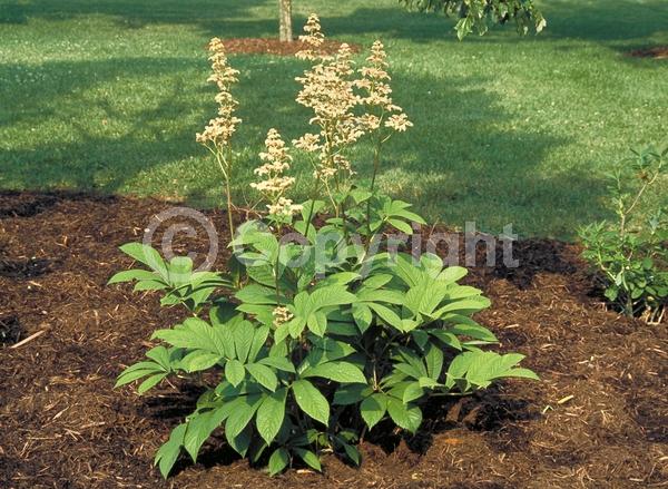 White blooms; Deciduous; Broadleaf