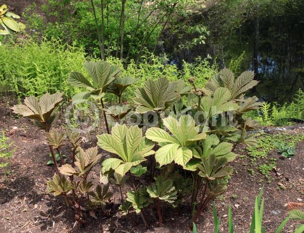 White blooms; Deciduous; Broadleaf