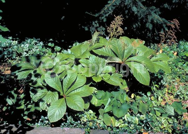 White blooms; Deciduous; Broadleaf