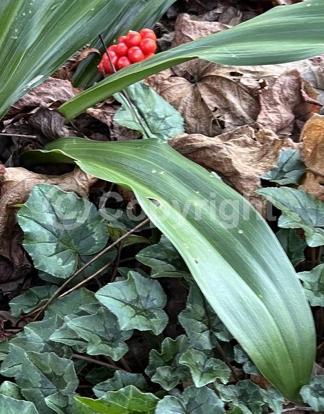 Yellow blooms; Green blooms; Evergreen