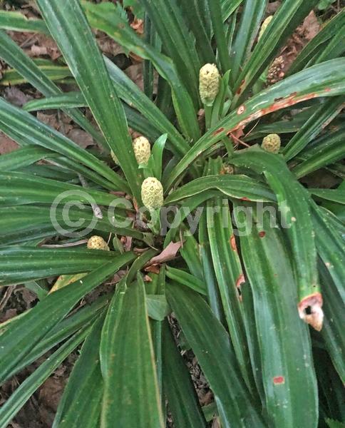Yellow blooms; Green blooms; Evergreen