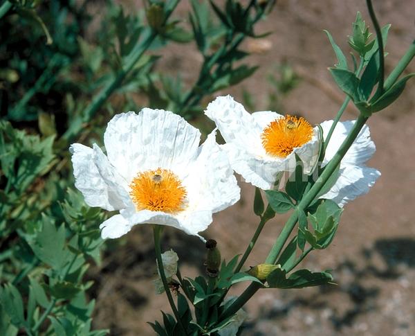 White blooms; Deciduous; Broadleaf; North American Native