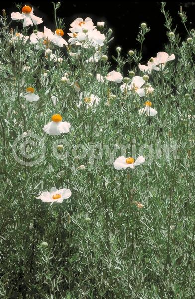 White blooms; Deciduous; Broadleaf; North American Native