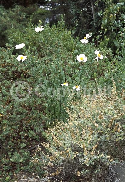 White blooms; Deciduous; Broadleaf; North American Native