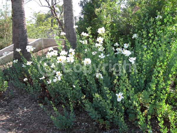 White blooms; Deciduous; Broadleaf; North American Native