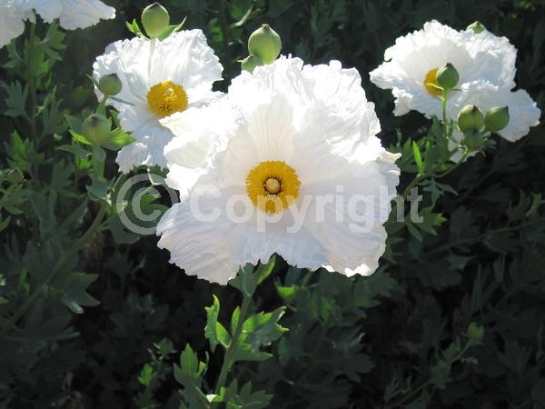 White blooms; Deciduous; Broadleaf; North American Native