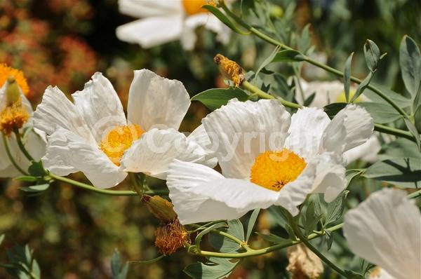 White blooms; Deciduous; Broadleaf; North American Native