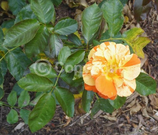 Orange blooms; Deciduous; Needles or needle-like leaf