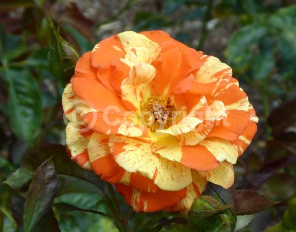 Orange blooms; Deciduous; Needles or needle-like leaf