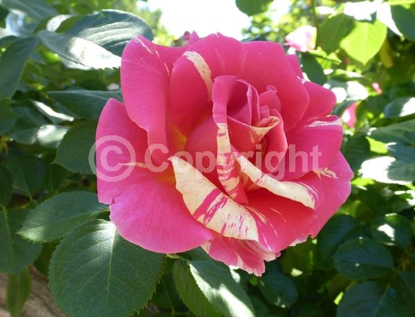 Yellow blooms; Pink blooms; Deciduous