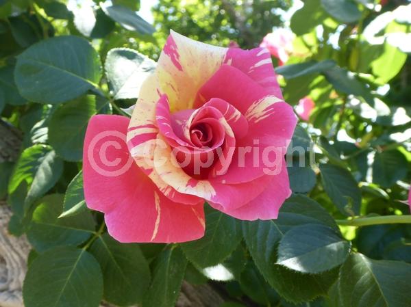 Yellow blooms; Pink blooms; Deciduous