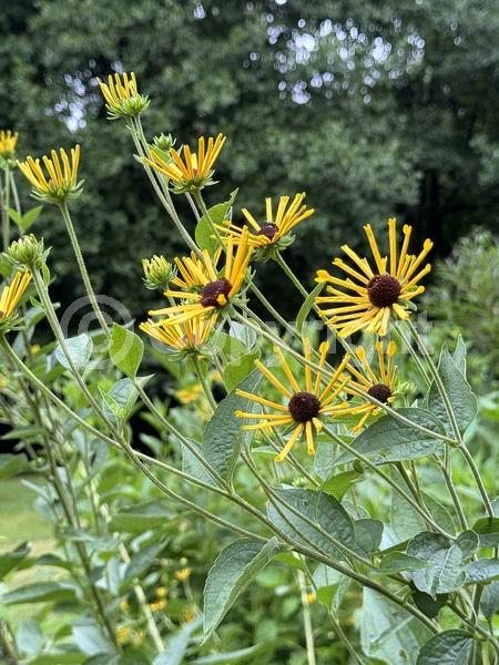 Yellow blooms; North American Native