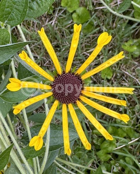 Yellow blooms; North American Native