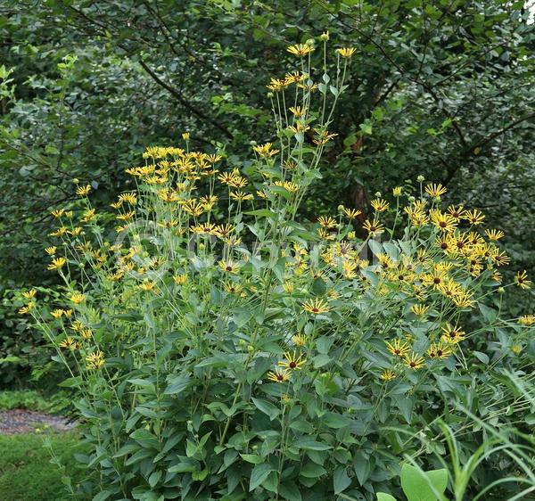 Yellow blooms; North American Native