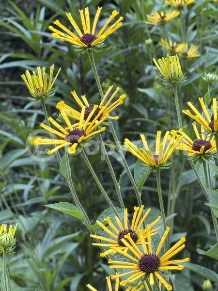 Yellow blooms; North American Native