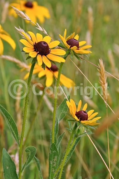 Red blooms; Orange blooms; Yellow blooms; North American Native