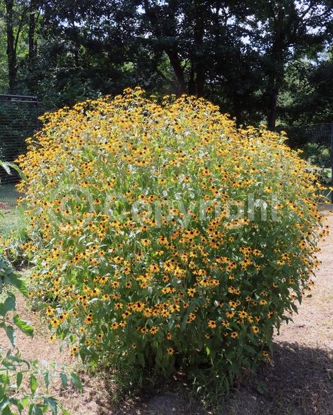 Yellow blooms; North American Native