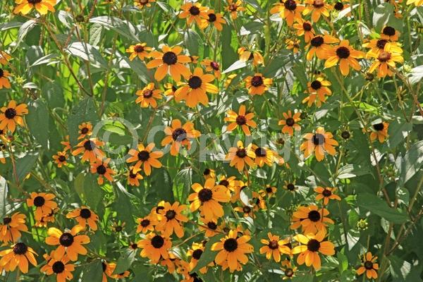 Yellow blooms; North American Native